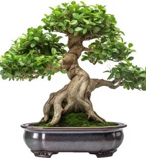 SHADOWBHANDER Ficus Bonsai Plant