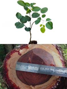 PLANTTOOZS Red Sandalwood Plant