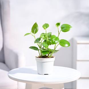 UGAOO Peperomia Green Creeper Plant