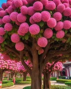KUMUBON Tabebuia rosea