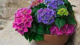 KUMUBON TRADES Hydrangea Plant