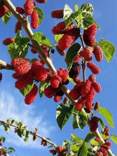 greenhousestore Shahtoot/Mulberry Plant