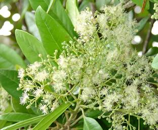 ABEFARIYA All Spice Plant