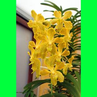 GreenyOn Orchid Plant