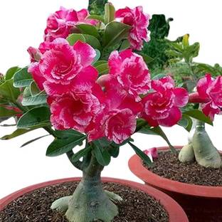 ADENIUM FLOWER PLANT Adenium Plant