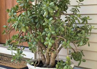 the green dotcom Jade Plant