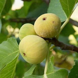 Agroholic Traders Gular/Cluster Fig Plant