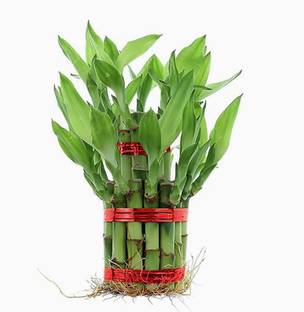 Real Nature Lucky Bamboo Straight Stick