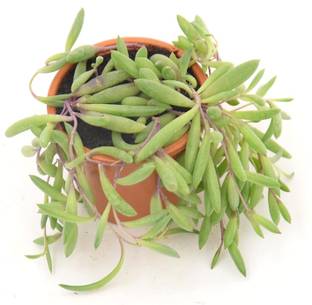 India Gardening String of Rubies Othonna Capensis Plant