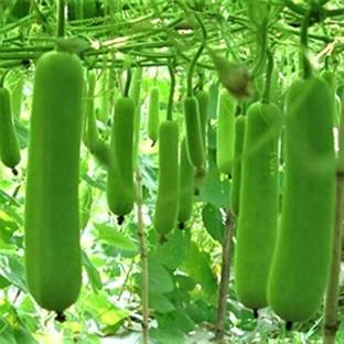 Platone Bottle Gourd