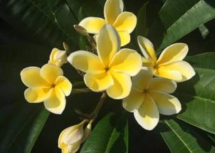 Blue Universe Plumeria Plant
