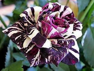 Gach Rose Plant