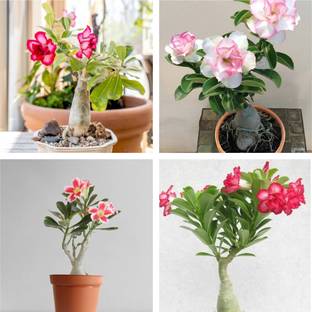 AloGardening Adenium Plant