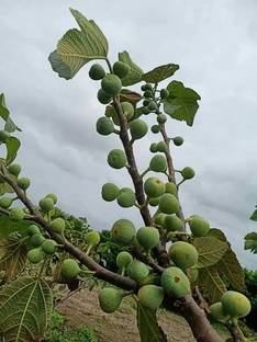 GreenyOn Gular/Cluster Fig Plant