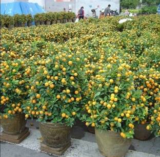 Cloud Farm Lemon Plant