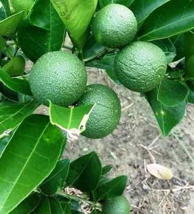 Earth Angels Sweet Lemon Plant