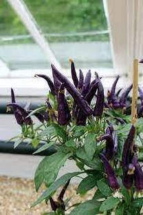 Cloud Farm Mirch/Chilli Plant