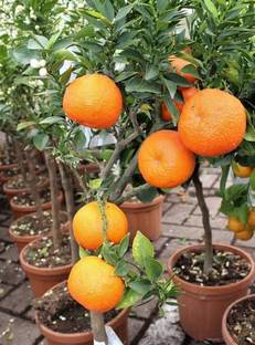 Row Sweet Grafated Orange Plant