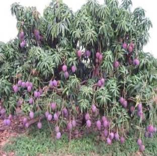 ROYAL NURSERY Mango Plant