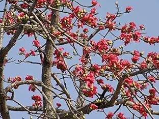 LifeShowMe Bombax Ceiba