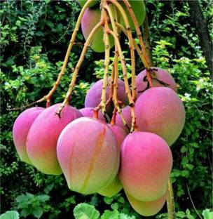 TOTALGARDEN Assam Mango Plant