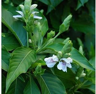 saraswati traders ZZ Plant