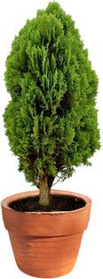 Iplant Platycladus/Morpankhi Plant, Thuja Plant