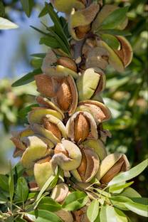 Cloud Farm Almond Plant