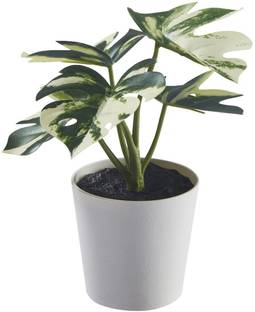 IKEA Monstera Karstenianum Peru Plant