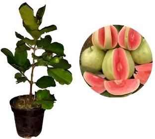 Oxygreenplant Guava Plant