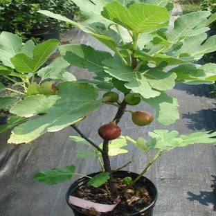 GreenyOn Gular/Cluster Fig Plant