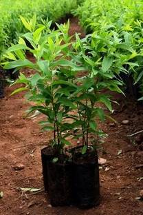 Gardeners Choice White Sandalwood Plant