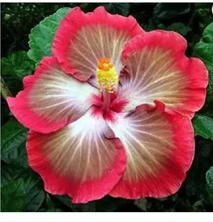 Sundhi Hibiscus Plant