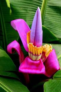 PLaNeTreee Banana Plant