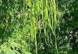ZOOMGREEN Drumstick Tree Plant