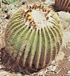 Daffodils Barrel Cactus Plant