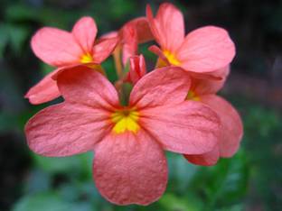 CHILLATAI Firecracker Plant