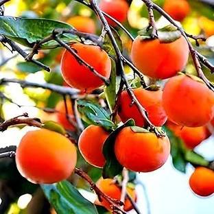 LifeShowMe Persimmon Plant