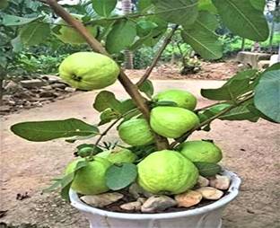 RPUNIVERSE Guava Plant