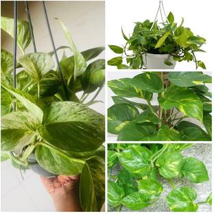 Cloud Farm Money Plant
