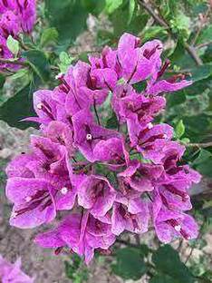 Live World Bougainvillea Plant
