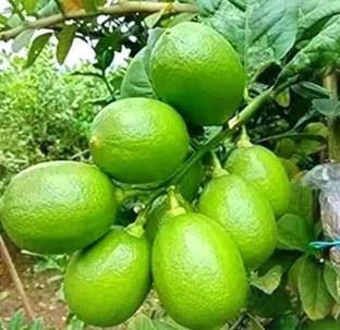 Cloud Farm Lemon Plant