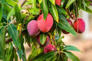 Krishna Miyazaki Dwarfs Mango Plant