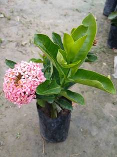 Plant Paradise Co Ixora Plant