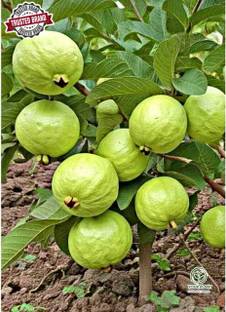 Cloud Farm Guava Plant