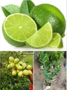 Green view Lemon Plant