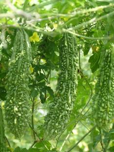 bitter gourd seed Billbergia Kolan Clotted Plant