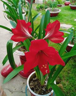 LILY Lily Turf Dwarf Plant