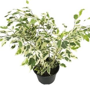 MUTHIK Ficus Bonsai