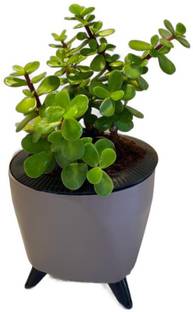 Anuja Jade Plant